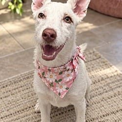 Photo of Miranda, adoptable Australian Cattle Dog Terrier (Unknown Type, Medium) in Phoenix, Arizona