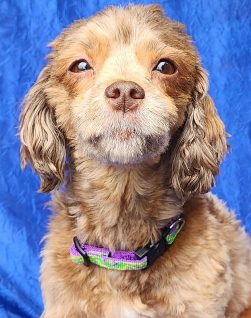 Photo of Trixie, adoptable Havanese in Cuba, New York