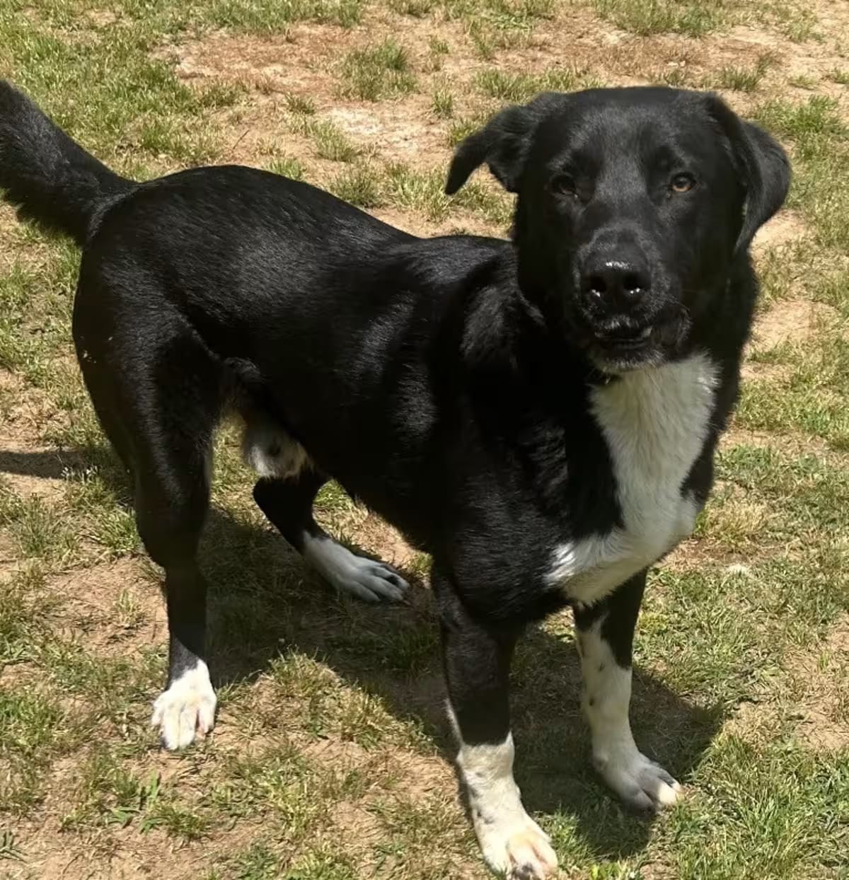 Photo of Mickey, adoptable Retriever (Unknown Type) in Benton, Arkansas