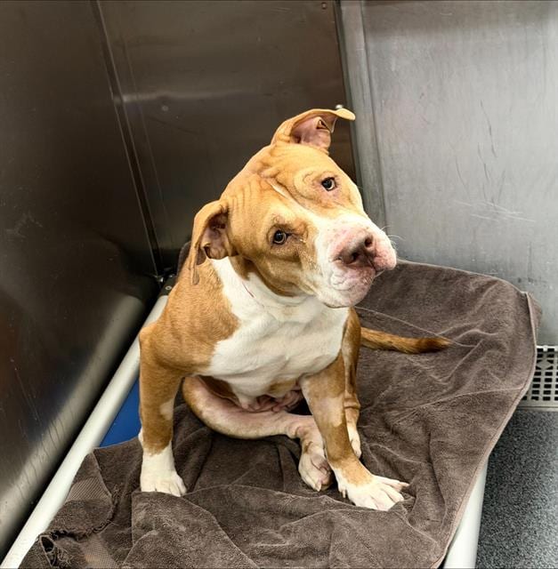 Photo of Poppy, adoptable Mixed Breed