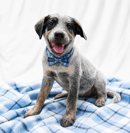 Photo of Border Collie Lab Puppy, adoptable Border Collie in Mt. Laurel, New Jersey