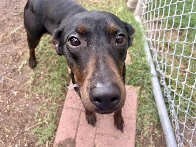 Photo of Rachael, adoptable Doberman Pinscher mix in Houston, Texas