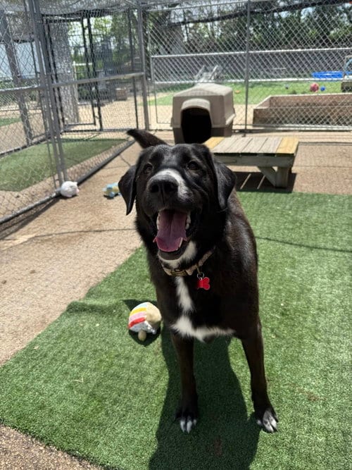 Photo of Greta, adoptable Labrador Retriever in Cedar Rapids, Iowa