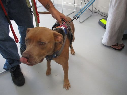 Photo of Chef, adoptable American Pit Bull Terrier in Ocala, Florida
