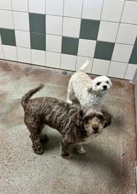Photo of Cookie, adoptable Poodle (Miniature) in Salinas, California