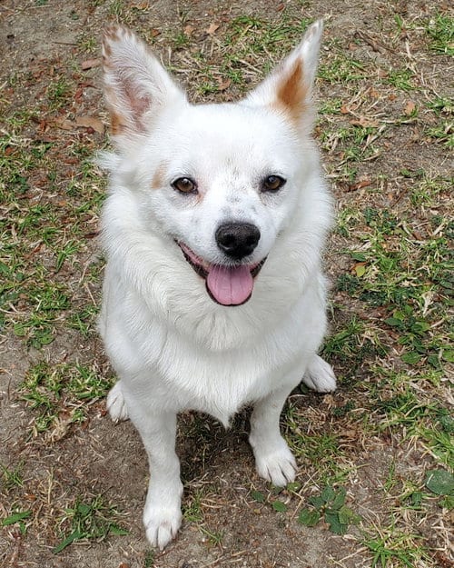 Photo of Miles, adoptable Cattle Dog in Corona, California