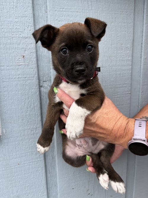 Photo of Snape (Harry Potter litter), adoptable Labrador Retriever in Holly Springs, North Carolina