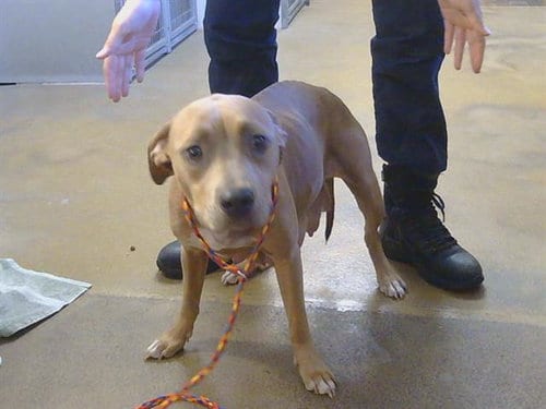 Photo of Popple, adoptable Pit Bull Terrier in Sacramento, California