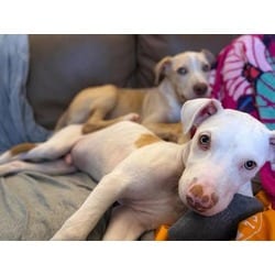 Photo of Neyland, adoptable Labrador Retriever Terrier (Unknown Type, Medium) in Medfield, Massachusetts