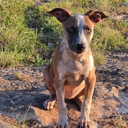 Photo of Raegan JW, adoptable Australian Cattle Dog Basenji in Hartford, Connecticut