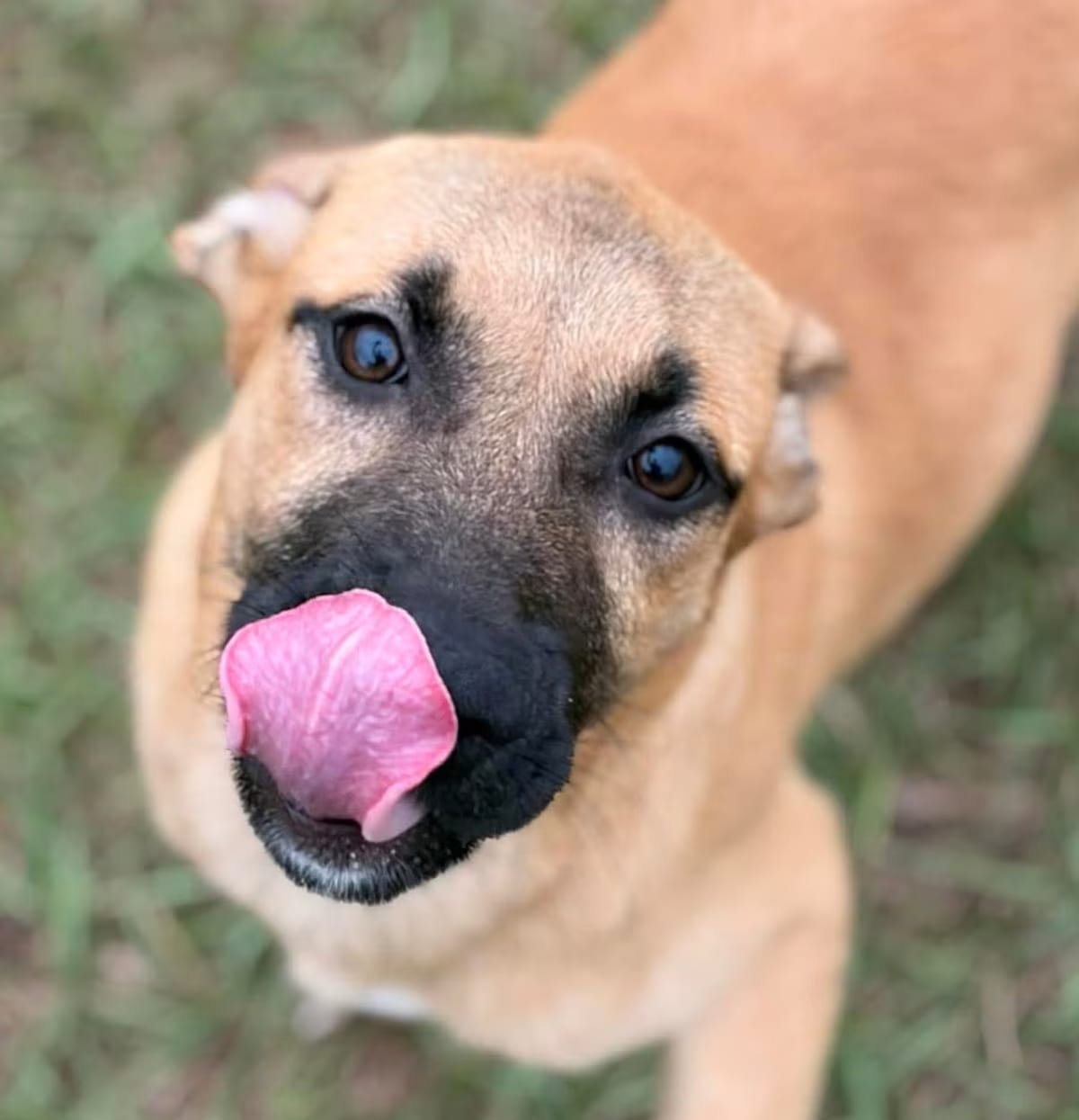 Photo of Nala, adoptable Labrador Retriever/Mixed Breed (Medium) in Allentown, Pennsylvania