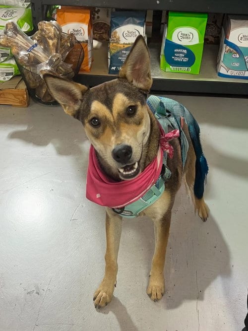 Photo of Kya, adoptable Shepherd in La Verne, California