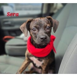 Photo of Sera, adoptable Hound (Unknown Type) Labrador Retriever in Medfield, Massachusetts