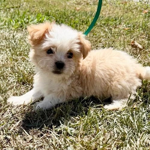 Photo of Dolly, adoptable Shih Tzu in Spring Lake, North Carolina