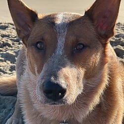 Photo of Doc, adoptable Cattle Dog in Beverly Hills, California