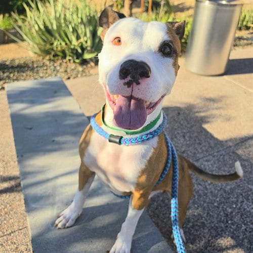 Photo of Taco, adoptable American Pit Bull Terrier in Mesa, Arizona
