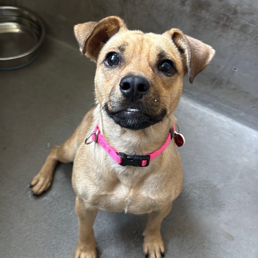Photo of Martina A2285824, adoptable Chihuahua in Middletown, New York