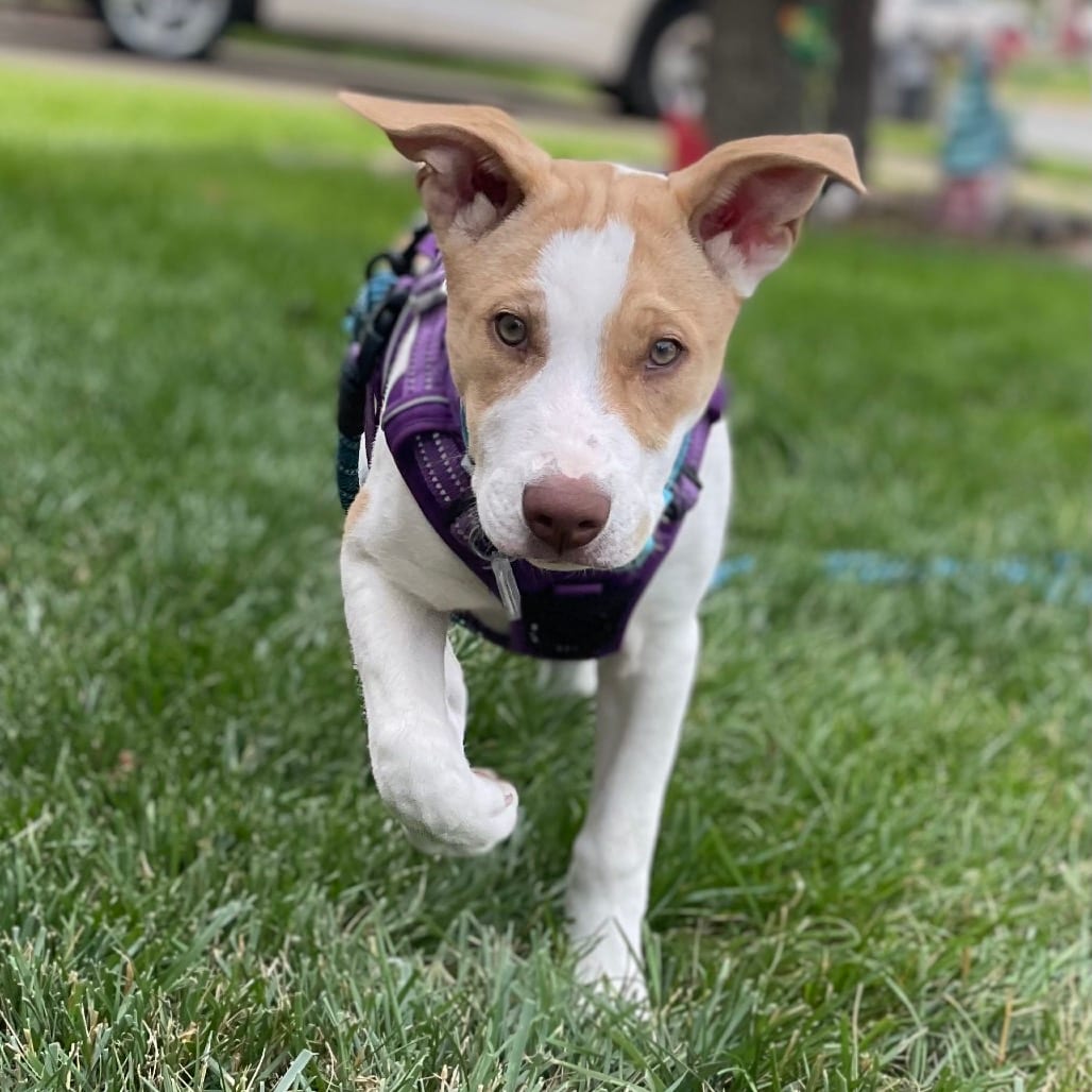 Photo of Desie, adoptable Mixed Breed (Medium) in Fairfax Station, Virginia