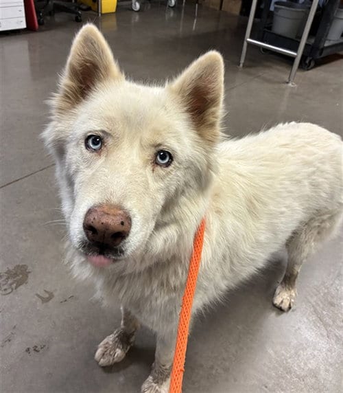 Photo of Fenrir, adoptable Husky in Phoenix, Arizona