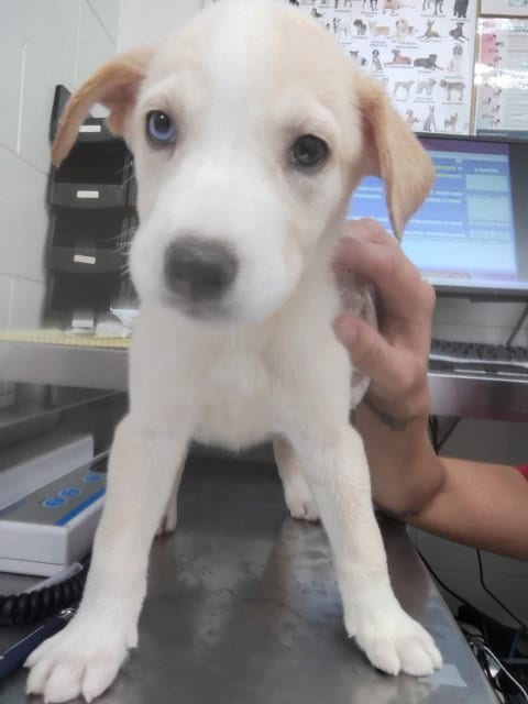 Photo of Mars, adoptable Labrador Retriever in San Bernardino, California