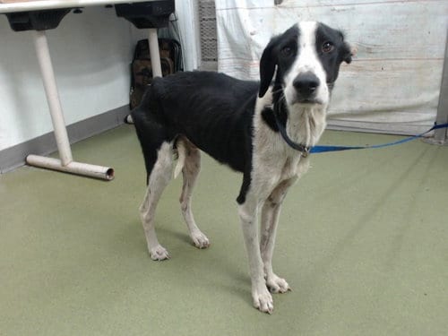 Photo of Stephen, adoptable Pointer in San Bernardino, California