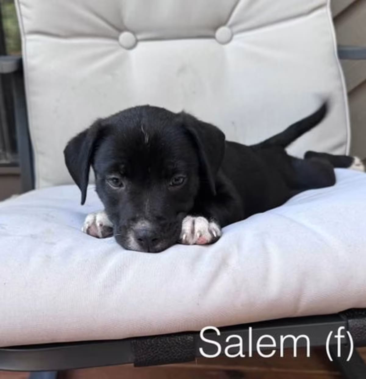 Photo of Salem, adoptable American Staffordshire Terrier Hound (Unknown Type) in Parker Ford, Pennsylvania