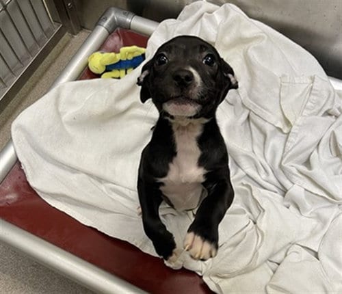 Photo of Curly Fry, adoptable Pit Bull Terrier in Denver, Colorado