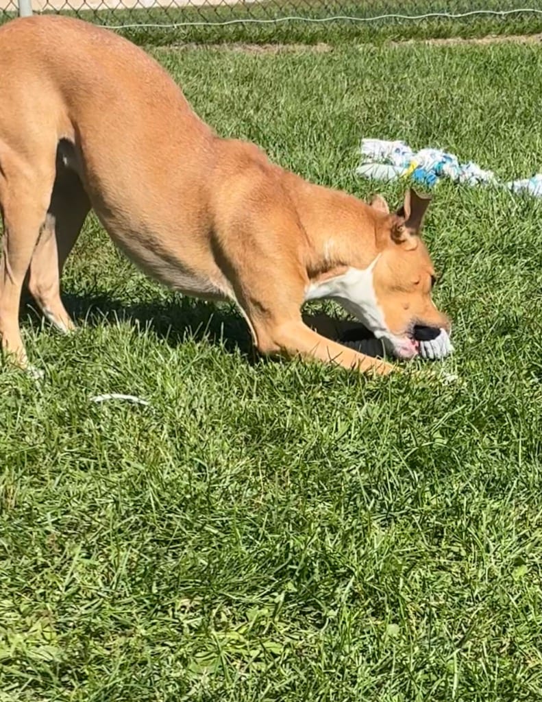 Photo of Piper, adoptable Mixed Breed in New Cumberland, West Virginia