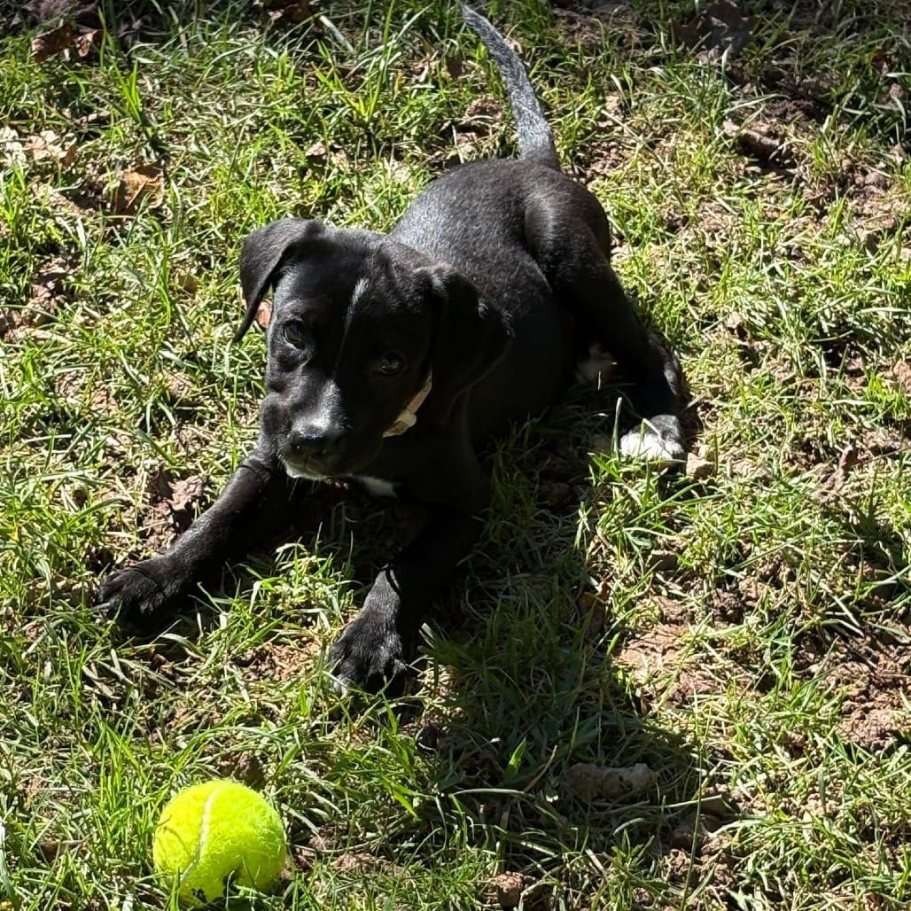 Photo of Molly 7481, adoptable Retriever, Golden / Mixed Breed (Medium) in Fairfax Station, Virginia