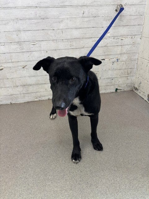 Photo of Bacon, adoptable Labrador Retriever in San Bernardino, California