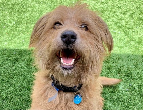 Photo of Maximillian, adoptable Terrier in Moreno Valley, California