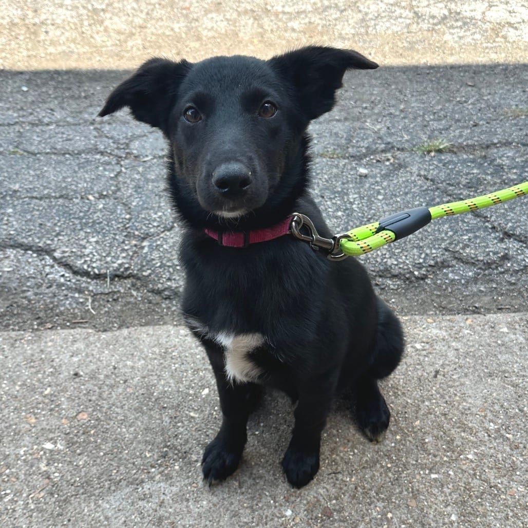 Photo of Queen PR1, adoptable Retriever, Black Labrador / Shepherd, Australian in Union, Missouri