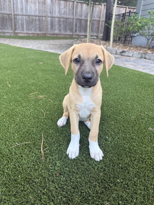 Photo of Aspen, adoptable Rhodesian Ridgeback in The Woodlands, Texas