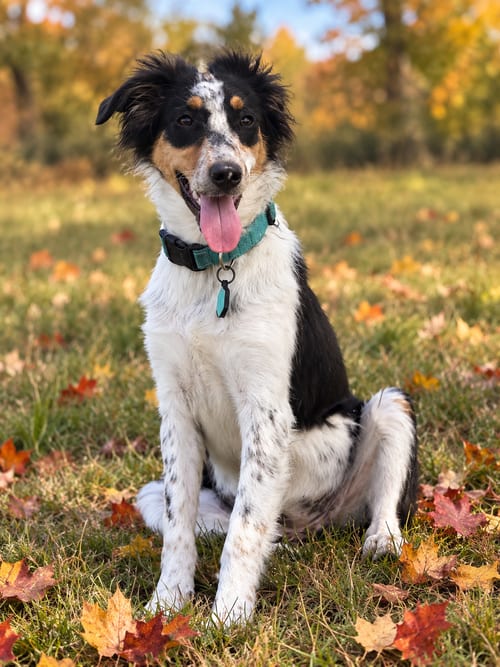 Photo of Millie, adoptable Australian Shepherd in Hillsboro, Missouri