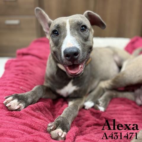 Photo of Alexa, adoptable Pit Bull Terrier in Conroe, Texas