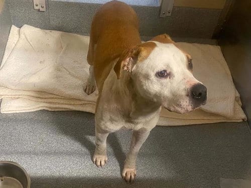 Photo of Griselda, adoptable Pit Bull Terrier in Orange, California
