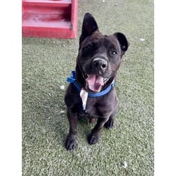 Photo of Pauly, adoptable Terrier (Unknown Type, Medium) in Doral, Florida