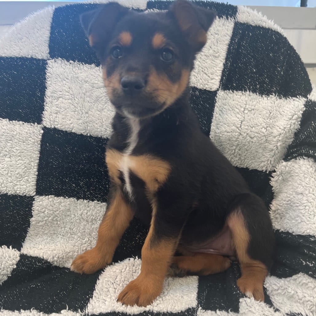 Photo of Jimmy Eat Woof, adoptable Collie, Border / Mixed Breed (Medium) in Kanab, Utah