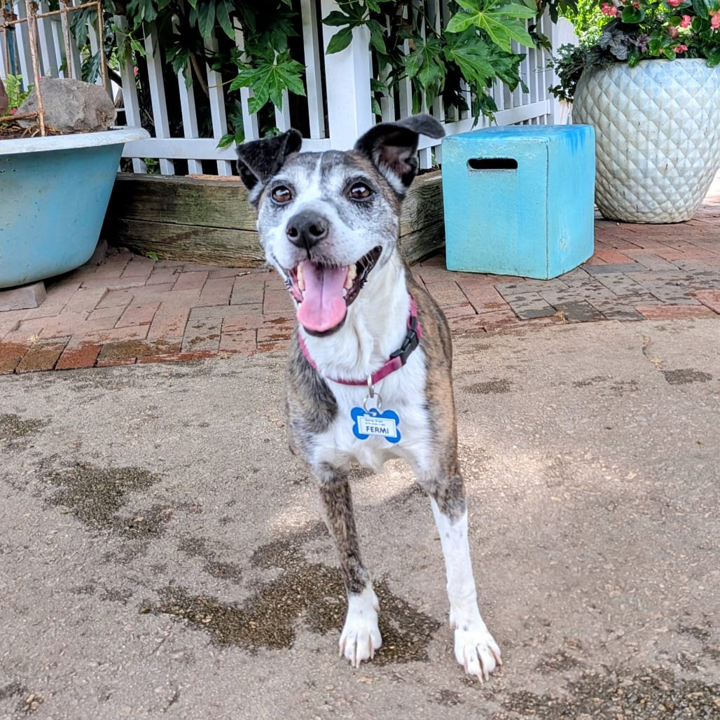 Photo of Fermi, adoptable Feist in Wake Forest, North Carolina