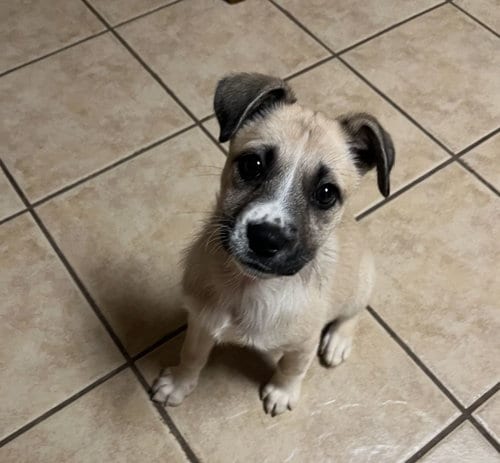 Photo of Wren, adoptable Unknown breed in Rancho Santa Fe, California