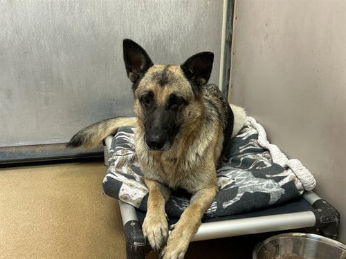 Photo of Nova, adoptable German Shepherd Dog in Martinez, California
