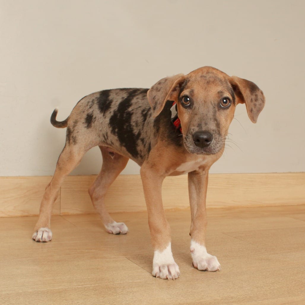 Photo of Ranger Smith D70635, adoptable Catahoula Leopard Dog / Mix in Minnesota, Minnesota