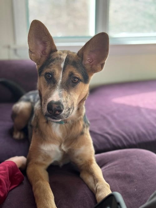 Photo of Violet (Crayola Litter), adoptable Shepherd in Brewster, New York