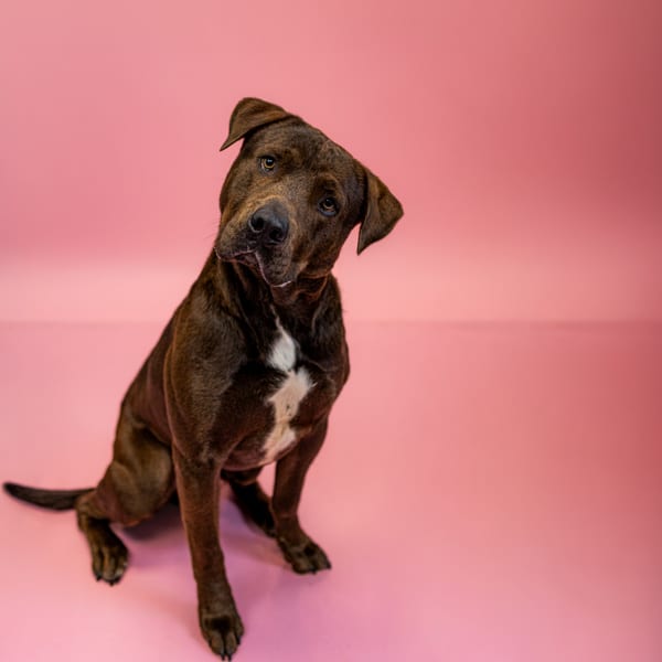Photo of Rio, adoptable Pit Bull cross in Lawrenceville, Georgia