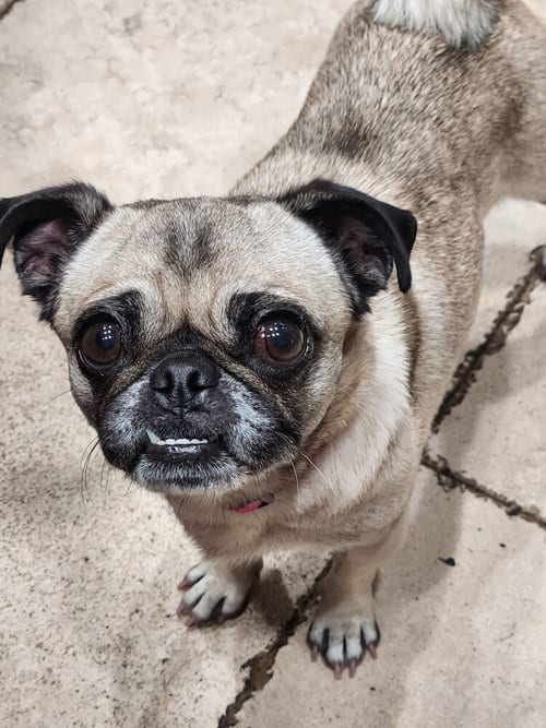 Photo of Georgie Girl, adoptable Pug in San Diego, California