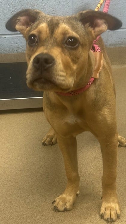 Photo of Kiva, adoptable dog in Chamblee, Georgia