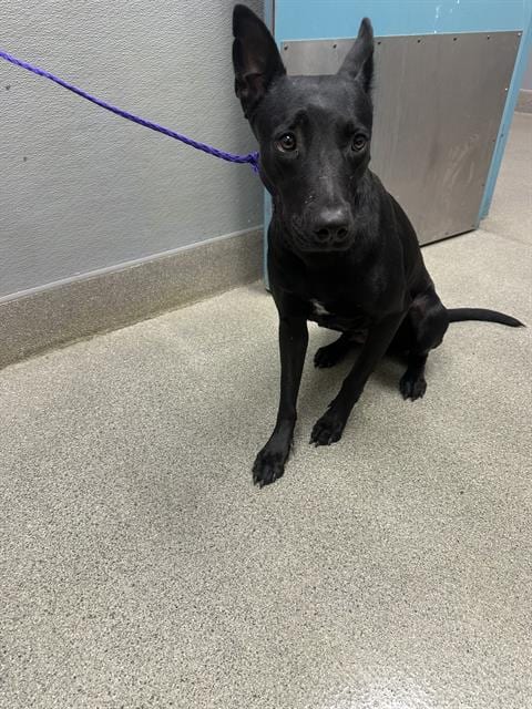Photo of Flower, adoptable Terrier in Las Vegas, Nevada