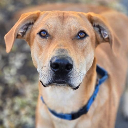 Photo of Kanva, adoptable Unknown breed (short coat) in Normal, Illinois