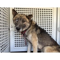 Photo of Rocky, adoptable German Shepherd Dog Husky in Jurupa Valley, California