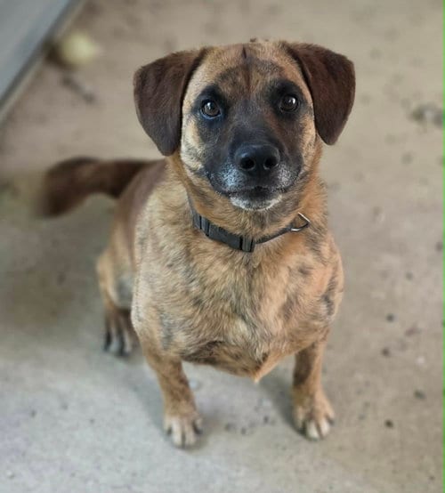 Photo of Odin, adoptable Boxer in Woodsfield, Ohio